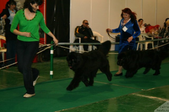 Фото: ньюфаундленд Potap YUniter (Потап Юнитер), ньюфаундленд Only For You Tender Ebony