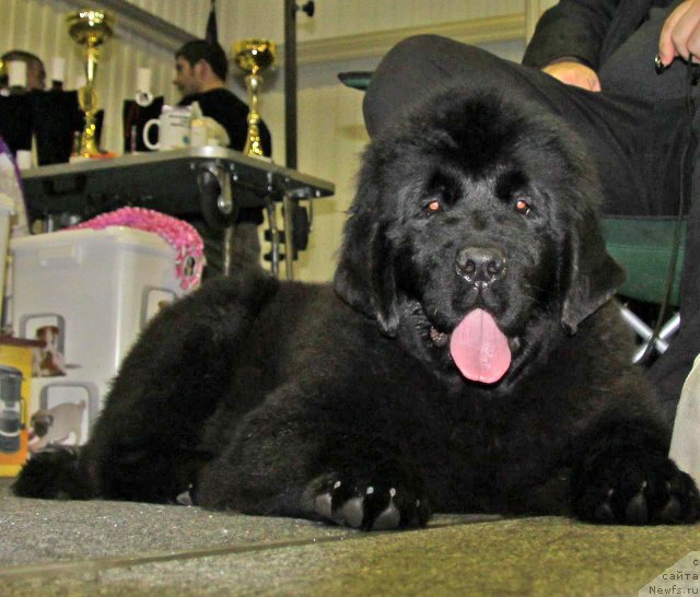 Фотография № 61359