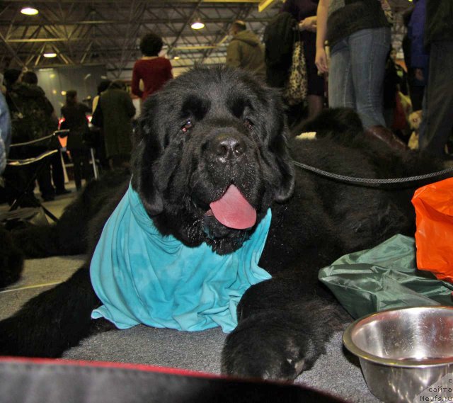 Фото: ньюфаундленд Ark Veles (Арк Велес)