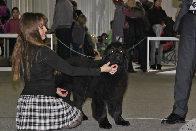 Фото: ньюфаундленд Violett Gryeys Of YEndjel (Виолетт Грэйс Оф Энджел)