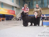 Фото: ньюфаундленд King of Helluland I'm Precious