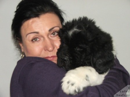 Фото: ньюфаундленд Plushevaya Panda Ty Moj Kapriz (Плюшевая Панда Ты Мой Каприз)