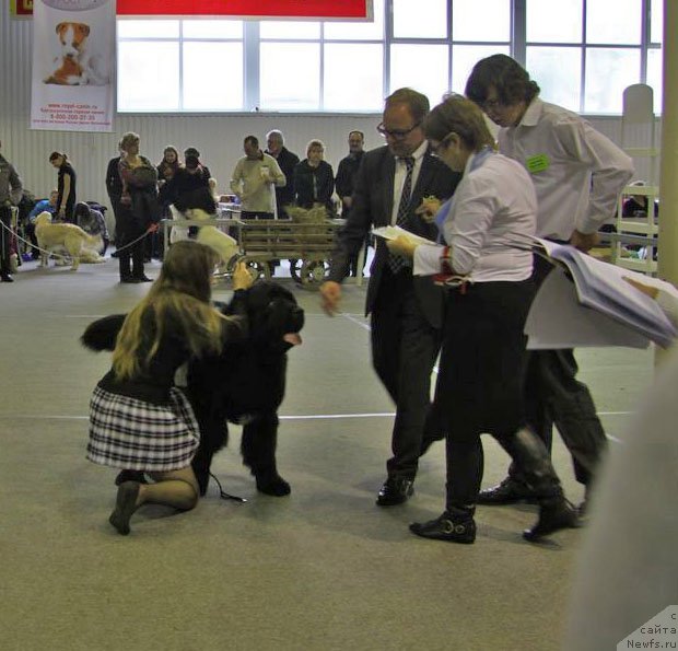 Фото: ньюфаундленд Ark Veles (Арк Велес)