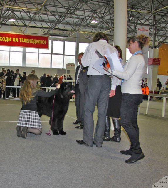 Фото: ньюфаундленд Al'tair Stayl (Альтаир Стайл)