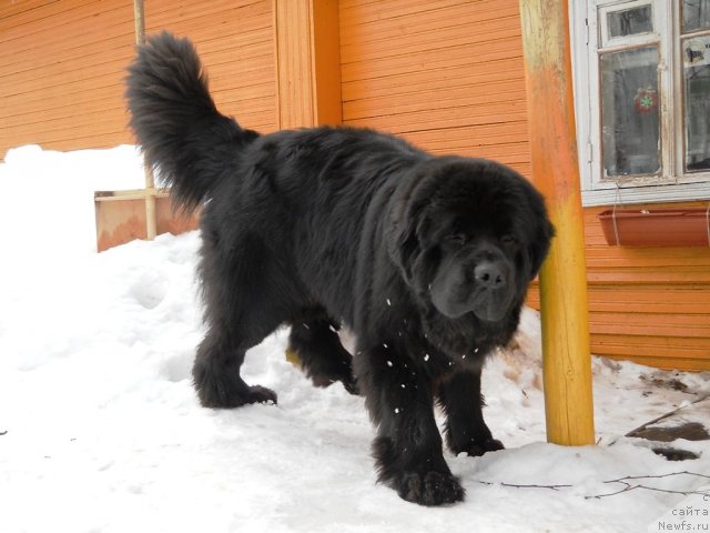 Фото: ньюфаундленд Aquatoriya Kelvin Kilimandzharo (Акватория Келвин Килиманджаро)