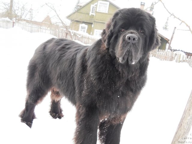 Фото: ньюфаундленд Aquatoriya Kelvin Kilimandzharo (Акватория Келвин Килиманджаро)