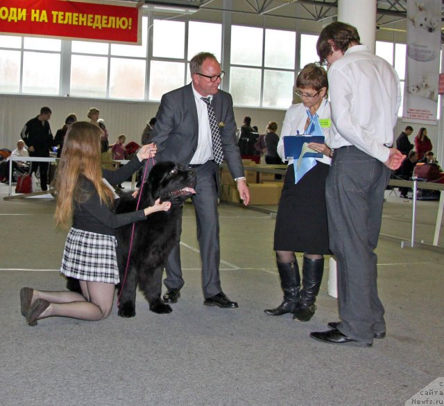 Фото: ньюфаундленд Al'tair Stayl (Альтаир Стайл)