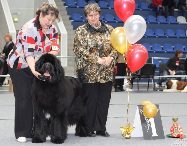 Фото: Irina Panyushkina (Ирина Панюшкина), ньюфаундленд King of Helluland I'm Precious