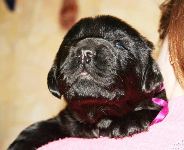 Фото: Черный кобель от, ньюфаундленд Bowaters Time Traveler, ньюфаундленд Begushaya po Volnam Vam I Ne Snilos (Бегущая по Волнам Вам и не Снилось)