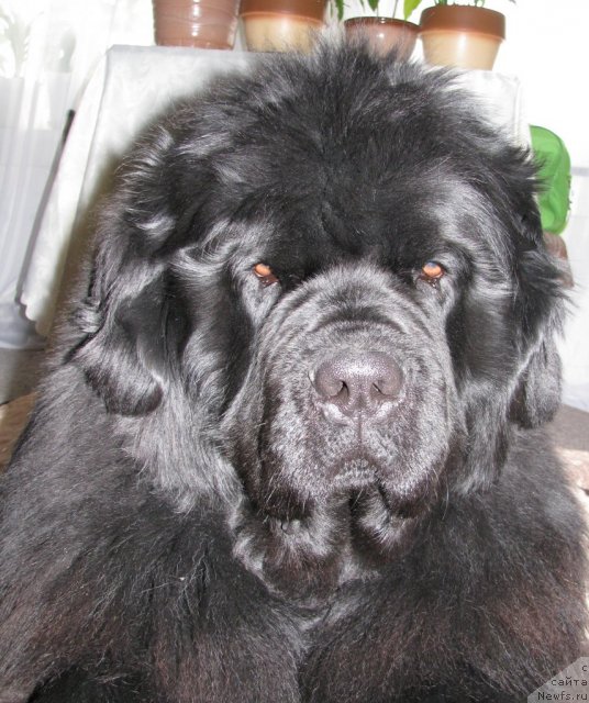 Фото: ньюфаундленд Ivan Tsarevich iz Tihogo Omuta (Иван Царевич из Тихого Омута)