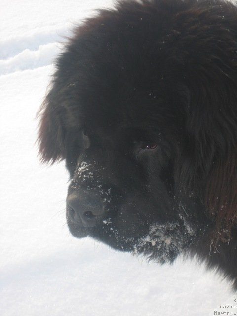 Фото: ньюфаундленд Lexus Grend Boss (Лексус Гренд Босс)