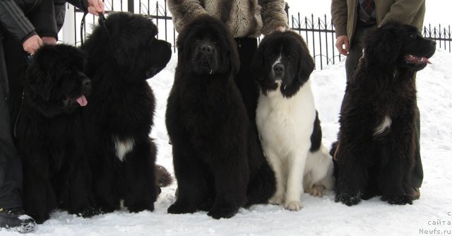 Фото: ньюфаундленд N'yufort Magiya Lyubvi (Ньюфорт Магия Любви), ньюфаундленд King of Helluland I'm Precious, ньюфаундленд Ih Vyisochestvo Giacinta Briz (Их Высочество Гиацинта Бриз), Бэкки с Атмарова, ньюфаундленд Ih Vyisochestvo Vangeliks May Favorit (Их Высочество Вангеликс Май Фаворит)