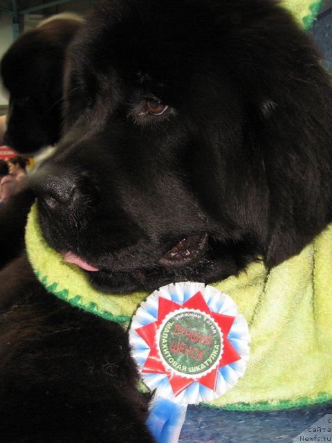 Фото: ньюфаундленд Ih Vyisochestvo Giacinta Briz (Их Высочество Гиацинта Бриз)