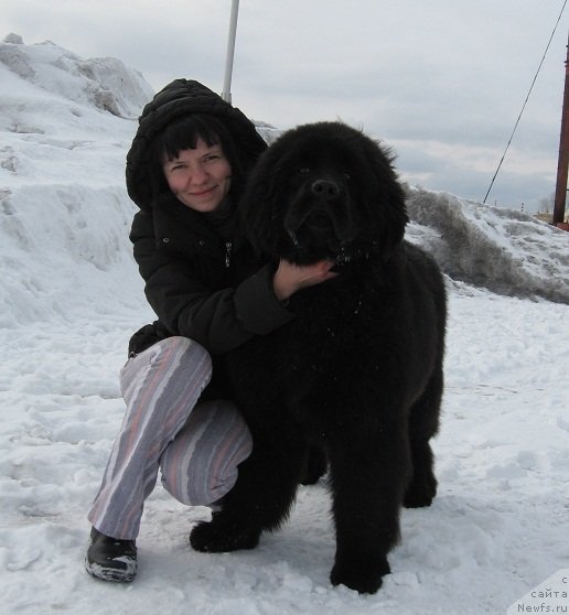 Фото: ньюфаундленд Ih Vyisochestvo Giacinta Briz (Их Высочество Гиацинта Бриз)