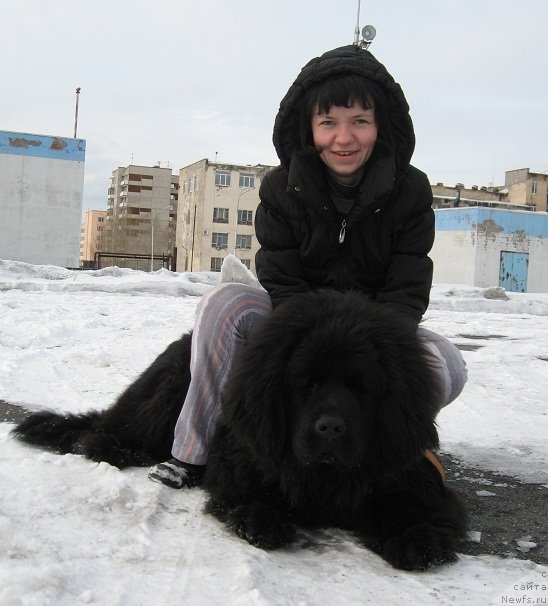 Фото: ньюфаундленд Ih Vyisochestvo Vangeliks May Favorit (Их Высочество Вангеликс Май Фаворит)