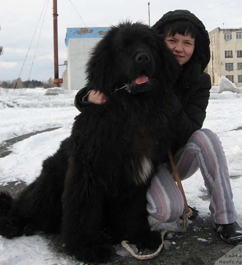 Фото: ньюфаундленд Ih Vyisochestvo Vangeliks May Favorit (Их Высочество Вангеликс Май Фаворит)