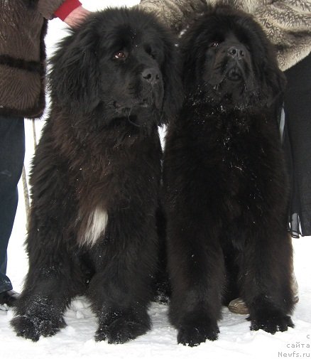 Фото: ньюфаундленд Ih Vyisochestvo Vangeliks May Favorit (Их Высочество Вангеликс Май Фаворит), ньюфаундленд Ih Vyisochestvo Giacinta Briz (Их Высочество Гиацинта Бриз)