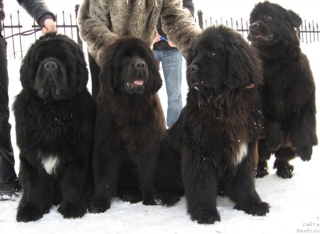 Фото: ньюфаундленд King of Helluland I'm Precious, ньюфаундленд Ih Vyisochestvo Giacinta Briz (Их Высочество Гиацинта Бриз), ньюфаундленд Ih Vyisochestvo Vangeliks May Favorit (Их Высочество Вангеликс Май Фаворит), ньюфаундленд N'yufort Magiya Lyubvi (Ньюфорт Магия Любви)