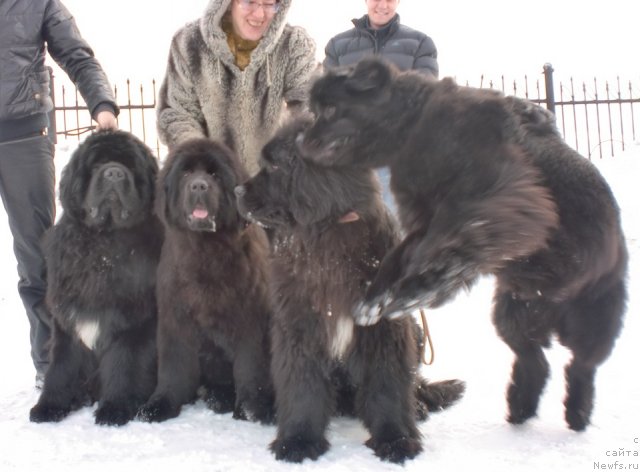 Фото: ньюфаундленд King of Helluland I'm Precious, ньюфаундленд Ih Vyisochestvo Giacinta Briz (Их Высочество Гиацинта Бриз), ньюфаундленд Ih Vyisochestvo Vangeliks May Favorit (Их Высочество Вангеликс Май Фаворит), ньюфаундленд N'yufort Magiya Lyubvi (Ньюфорт Магия Любви)