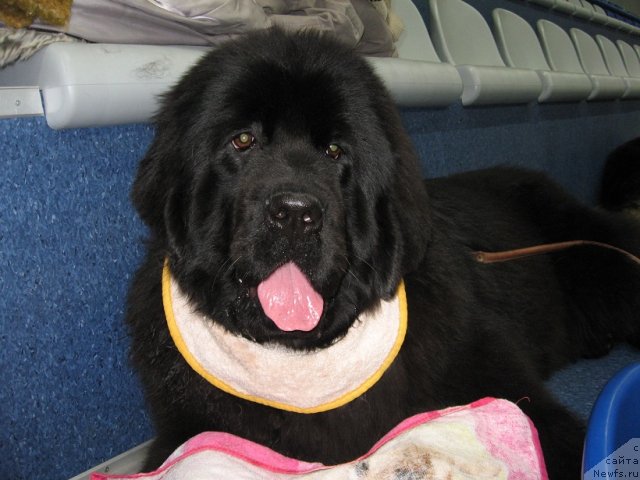 Фото: ньюфаундленд Ih Vyisochestvo Giacinta Briz (Их Высочество Гиацинта Бриз)