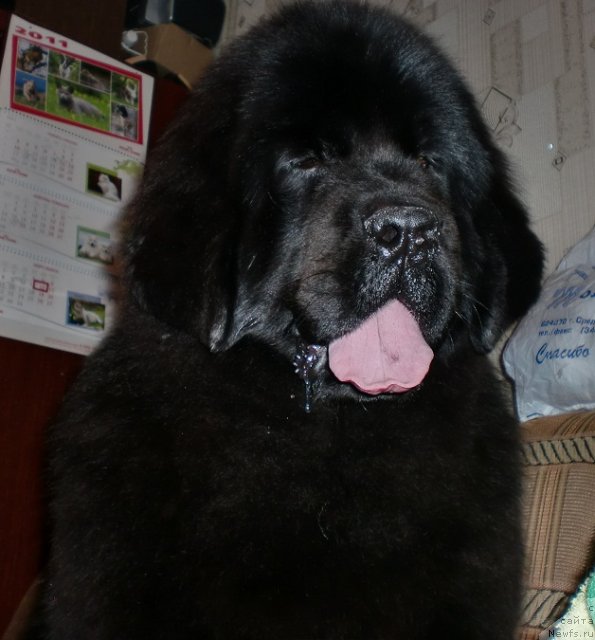 Фото: ньюфаундленд Ih Vyisochestvo Giacinta Briz (Их Высочество Гиацинта Бриз)