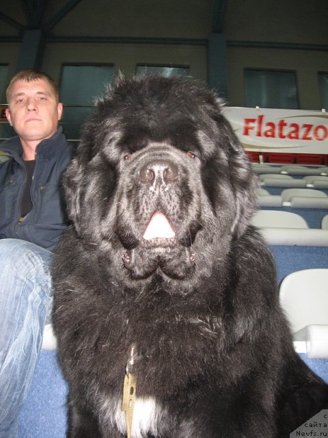 Фото: ньюфаундленд King of Helluland I'm Precious