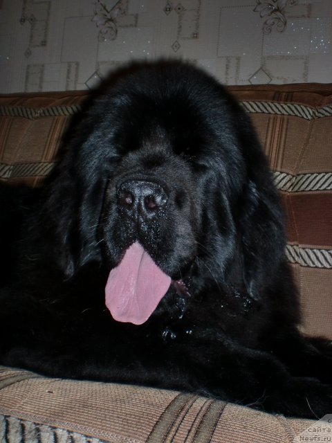 Фото: ньюфаундленд Ih Vyisochestvo Giacinta Briz (Их Высочество Гиацинта Бриз)