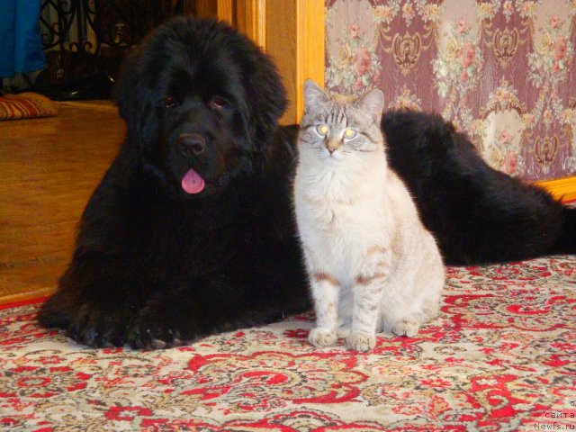 Фото: ньюфаундленд Ih Visochestvo Gloria Airis (Их Высочество Глория Айрис), кот Федор