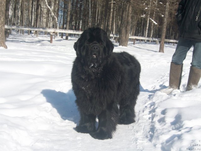 Фото: ньюфаундленд Yarada iz Sibirskoy Glubinki (Ярада из Сибирской Глубинки)