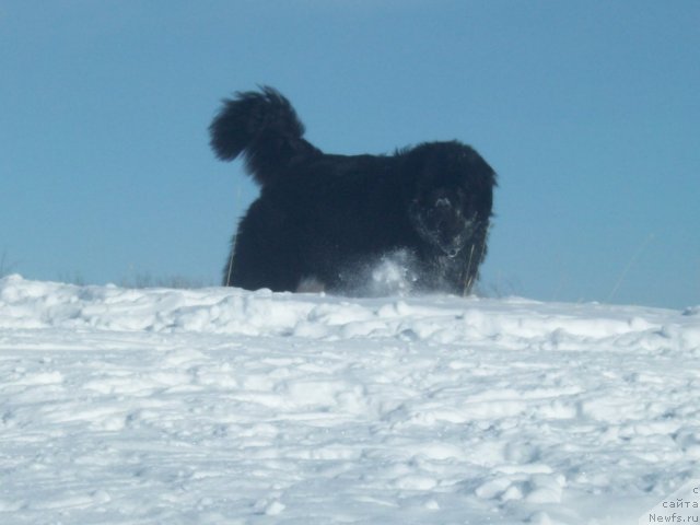 Фото: ньюфаундленд Karat iz Medvejyego Yara (Карат из Медвежьего Яра)
