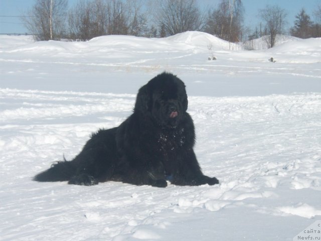 Фото: ньюфаундленд Karat iz Medvejyego Yara (Карат из Медвежьего Яра)