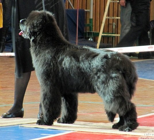 Фотография № 61466