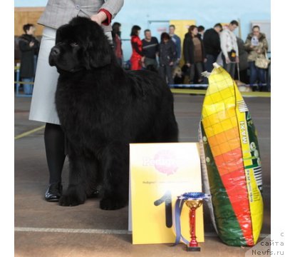 Фото: ньюфаундленд Inflame My Heart Midnight Bear, Anastasiya Zalivako (Анастасия Заливако)