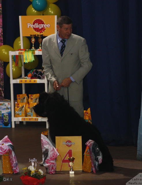 Фото: ньюфаундленд Noyri Imperial iz Medvejyego Yara (Нойри Империал из Медвежьего Яра), YUriy Rahtienko (Юрий Рахтиенко)