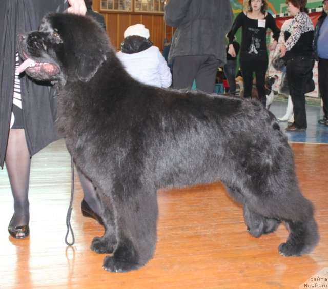 Фото: ньюфаундленд Markiza iz Medvej'ego YAra (Маркиза из Медвежьего Яра)