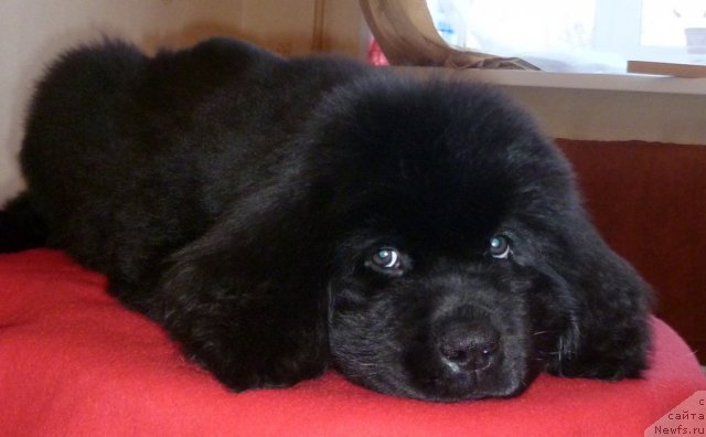 Фото: ньюфаундленд Uyutnaya Dolina B'yutiful Star Favorit (Уютная Долина Бьютифул Стар Фаворит)