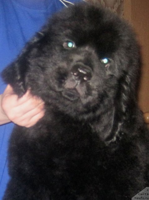 Фото: ньюфаундленд Uyutnaya Dolina Black Diamond Velinda (Уютная Долина Блэк Даймонд Велинда)