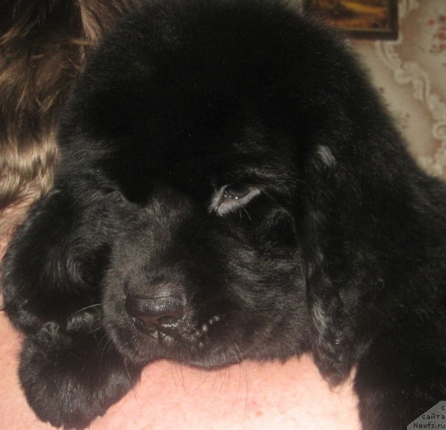 Фото: ньюфаундленд Uyutnaya Dolina Black Diamond Velinda (Уютная Долина Блэк Даймонд Велинда)