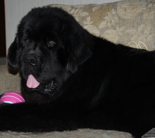 Фото: ньюфаундленд Rembrant Tvorec SHedevrov (Рембрант Творец Шедевров)