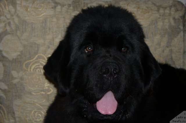 Фото: ньюфаундленд Rembrant Tvorec SHedevrov (Рембрант Творец Шедевров)