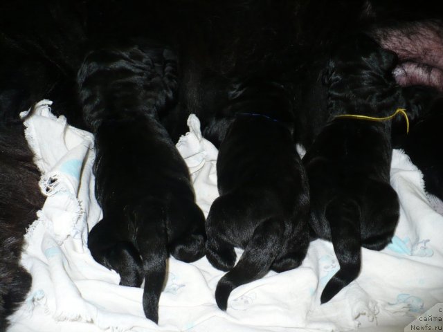 Фото: щенки, ньюфаундленд Super Bizon Astoriya (Супер Бизон Астория), ньюфаундленд Ivan Tsarevich iz Tihogo Omuta (Иван Царевич из Тихого Омута)