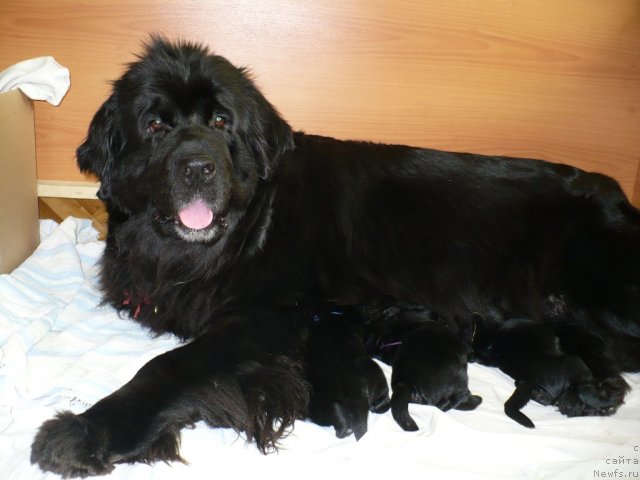 Фото: ньюфаундленд Super Bizon Astoriya (Супер Бизон Астория)