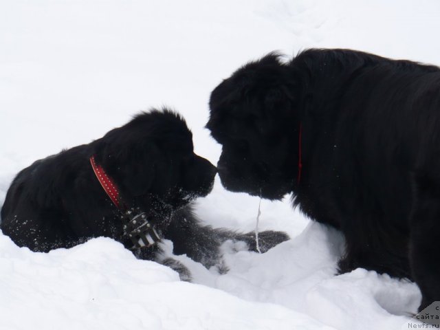 Фото: ньюфаундленд Super Bizon Astoriya (Супер Бизон Астория), ньюфаундленд Ivan Tsarevich iz Tihogo Omuta (Иван Царевич из Тихого Омута)