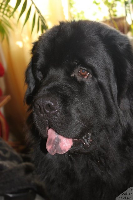 Фото: ньюфаундленд Naveki Tvoy s Berega Dona (Навеки Твой с Берега Дона)