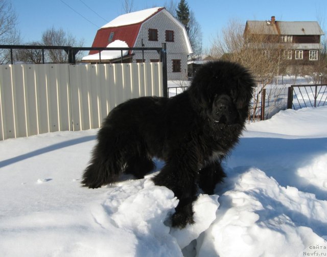 Фото: ньюфаундленд Pitern'yuf CHupa-CHups (Питерньюф Чупа-Чупс)