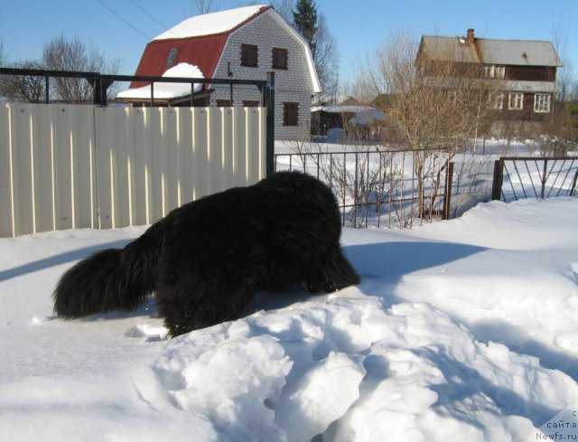 Фото: ньюфаундленд Pitern'yuf CHupa-CHups (Питерньюф Чупа-Чупс)