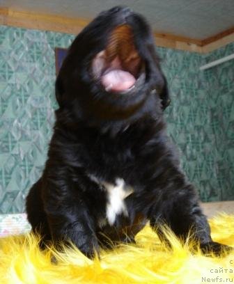 Фото: Оливрико Аватар