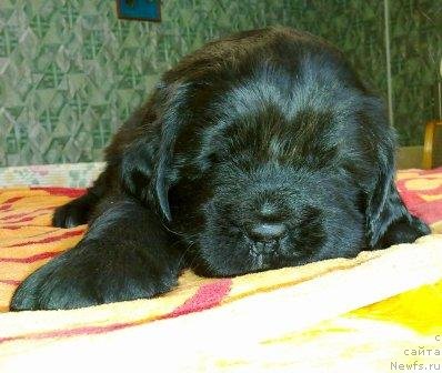 Фото: Оливрико Адмирал Блэк