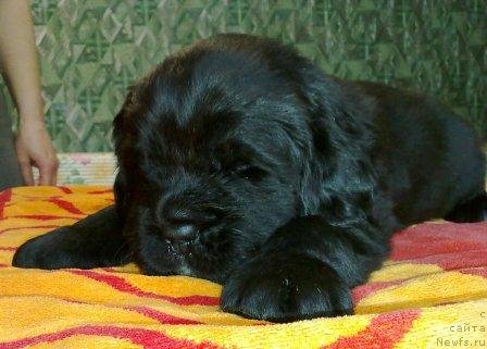 Фото: Оливрико Адмирал Блэк