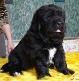 Фото: Оливрико Армани Росси